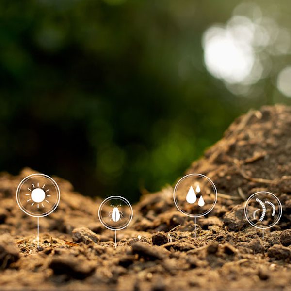 Best soil for growing autoflower cannabis plants