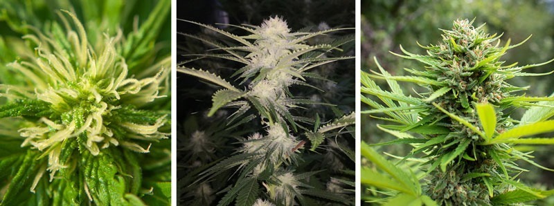 Cannabis flowering stage