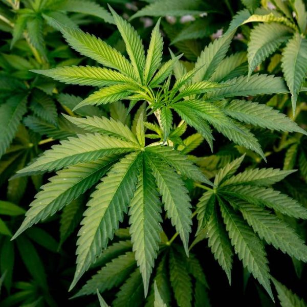 How to defoliate cannabis plants for better yields