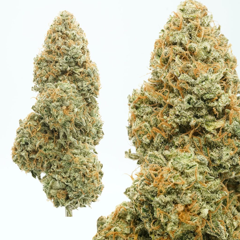 Auto Cinderella Jack frosty trimmed buds