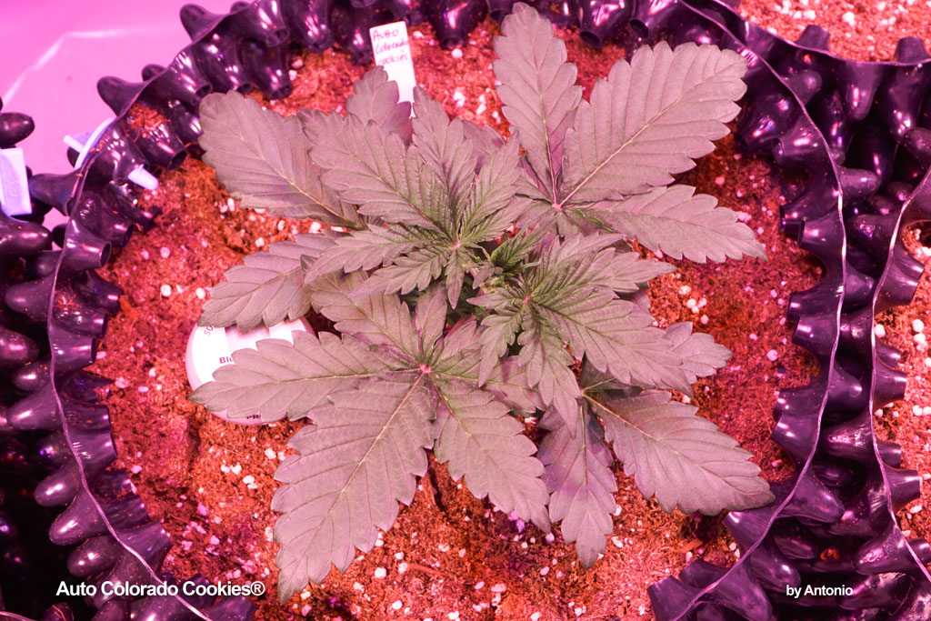 Auto Colorado Cookies Dutch Passion seeds autoflower plant indoor grown led grow veg