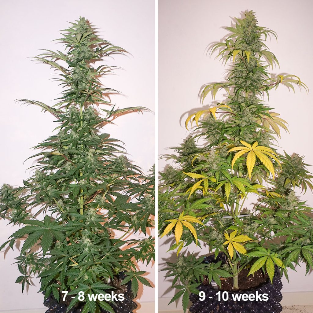 Auto Colorado Cookies flowering pictures (Week 7 to Week 10)