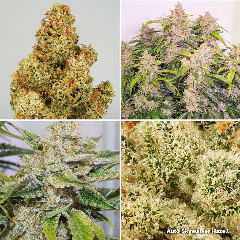 Auto Skywalker Haze, over 31% total cannabinoids with 27% THC