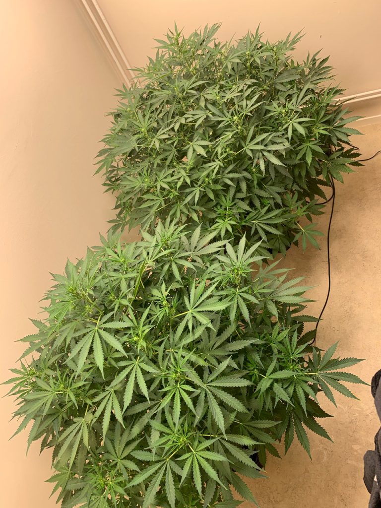 She's in 15 litres of coco with 12 litres-per-minute of air injected into her root-system. Nutrients were from Golf Label and Advanced Nutrients.