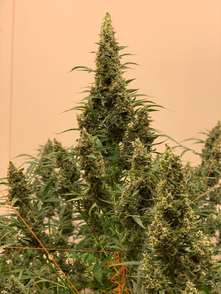 The plant is 200 cm wide and 181 cm high from floor! Pretty good for an auto. I bet they could weigh 2.5 Kg (of dry buds) in the right conditions.