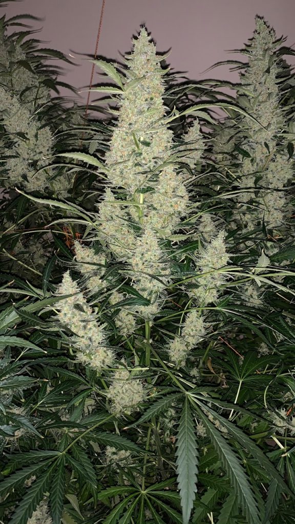 I believe I harvested the finished lady on day 95. Sadly, I had to harvest her sister on day 65 as I couldn't fit 2 plants in my grow-area, which measured 240x200cm.