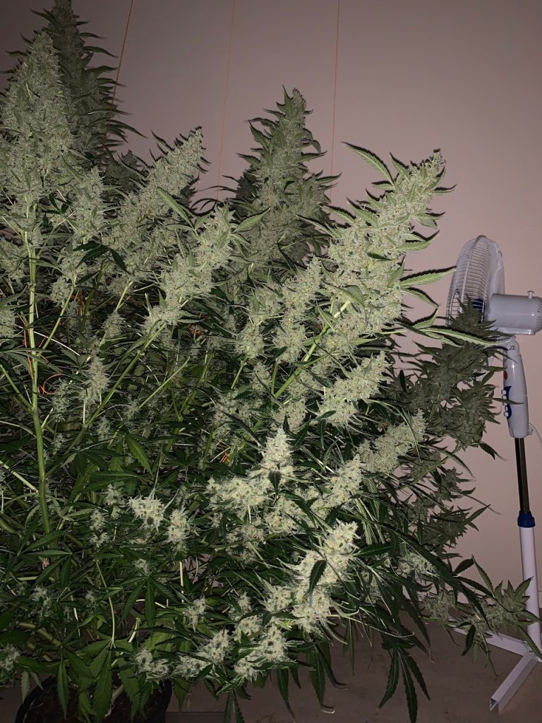 On day 70, I started to tie her up to prevent her from collapsing under her own weight.