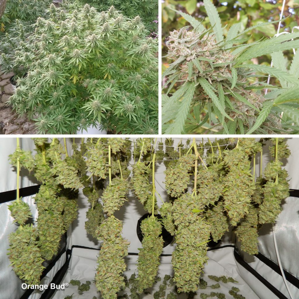 Orange Bud & Auto Orange Bud. Sweet citrus flavours with blissful feel-good effects