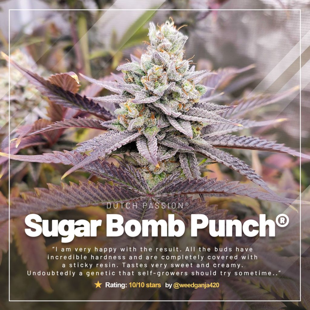 Sugar Bomb Punch by @weedganja420: 10/10 potency rating with Grade-A bag appeal and appearance
