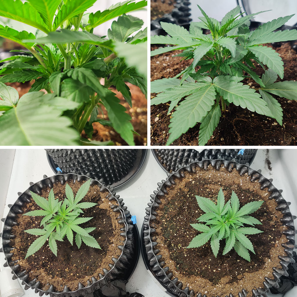 Auto Mimosa Punch week 2