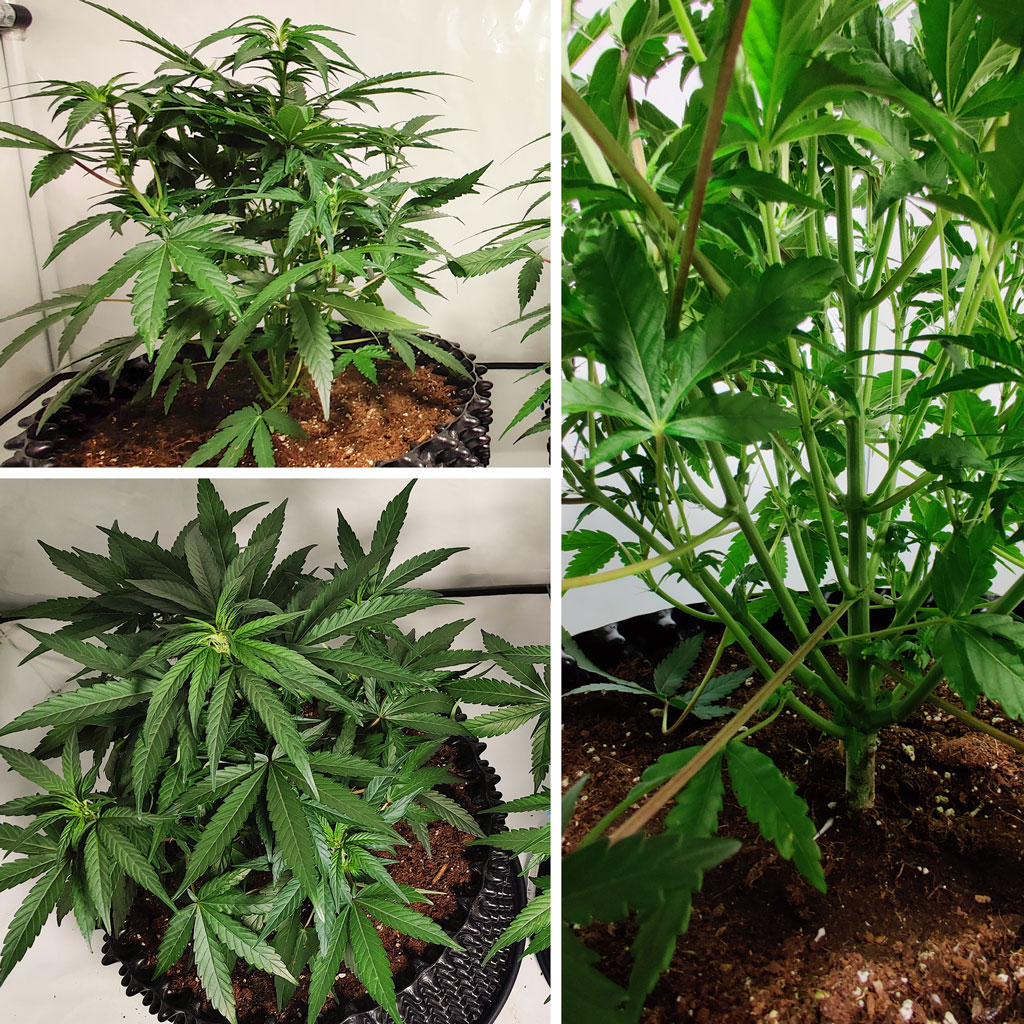 Auto Mimosa Punch week 4