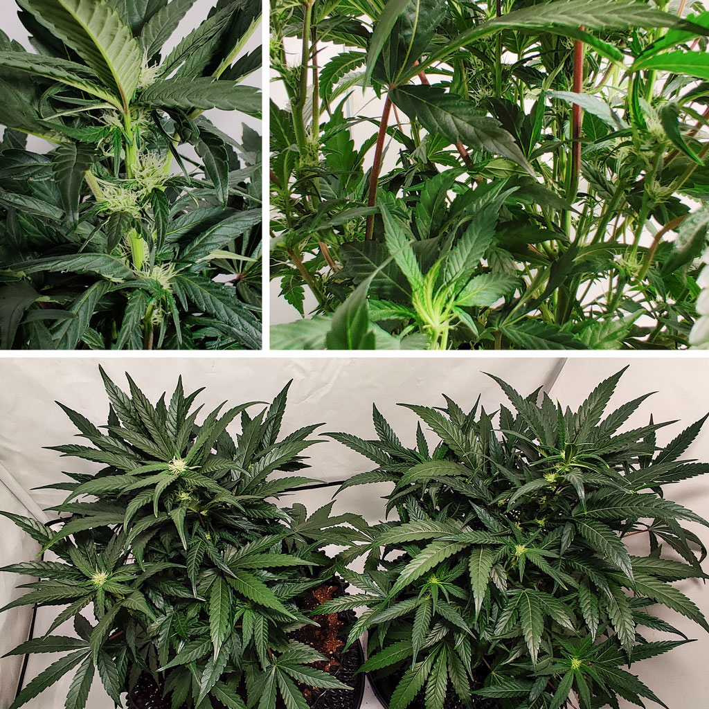 Auto Mimosa Punch week 5