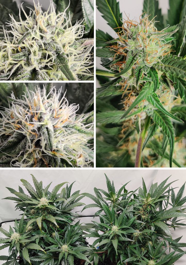 Auto Mimosa Punch week 7