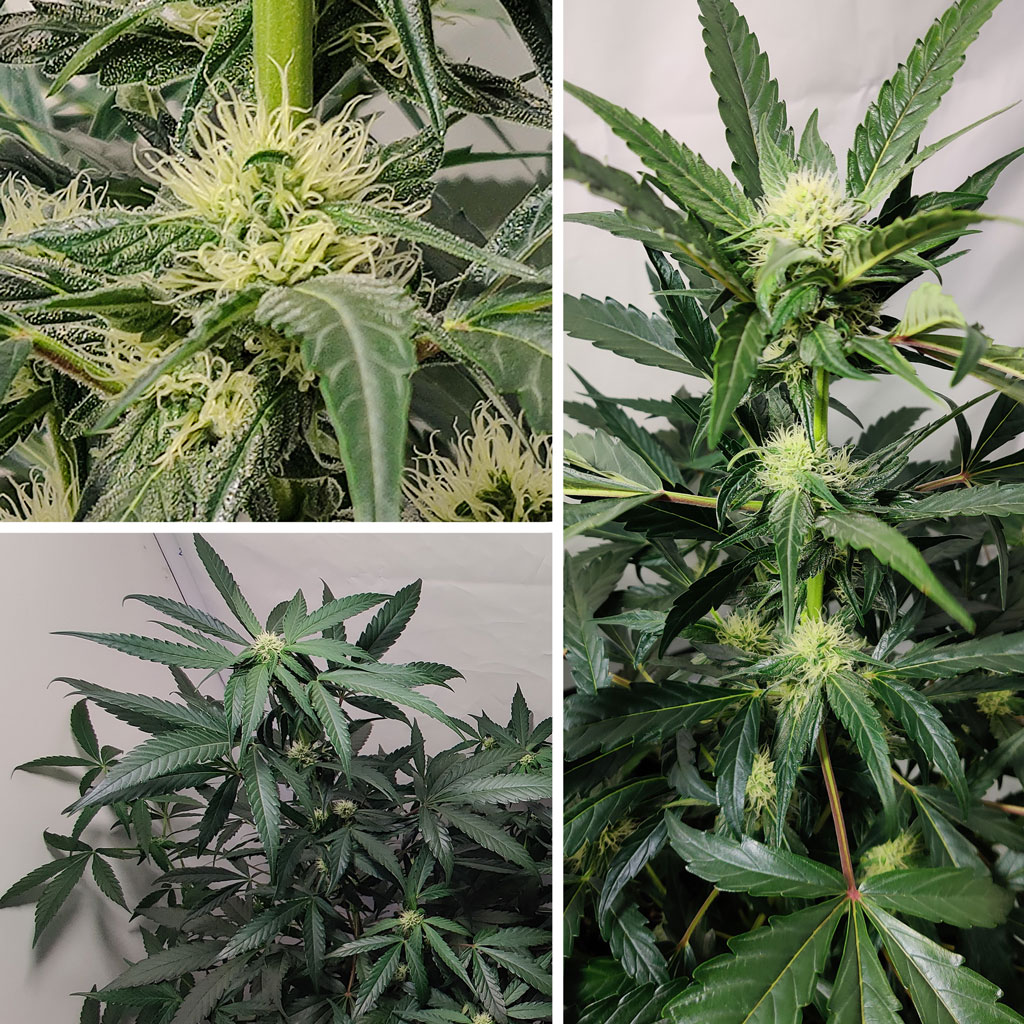 Auto Trichome & Cream from cannabis seed to harvest week 6