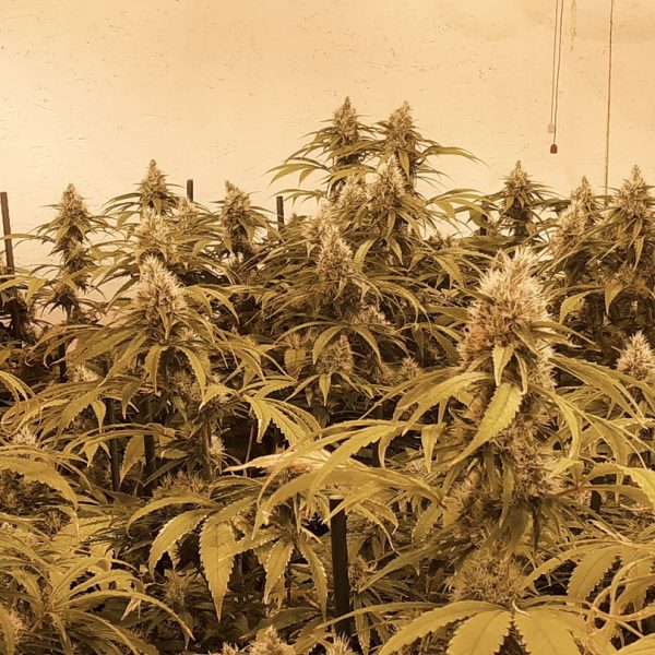 CBG-Force indoor harvest and smoke report by @cannatorium 1