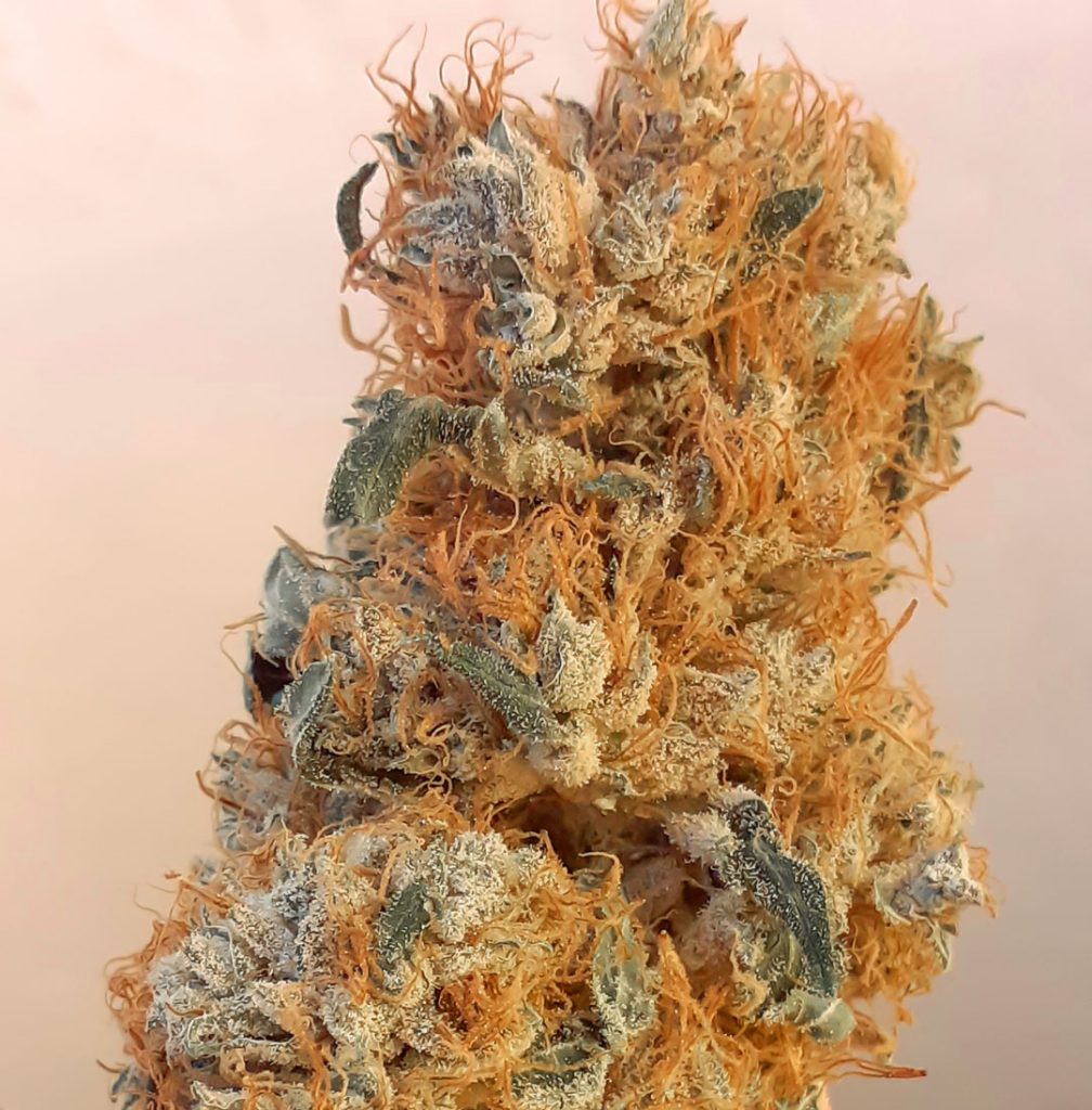 CBG-Force indoor harvest and smoke report by @cannatorium 3