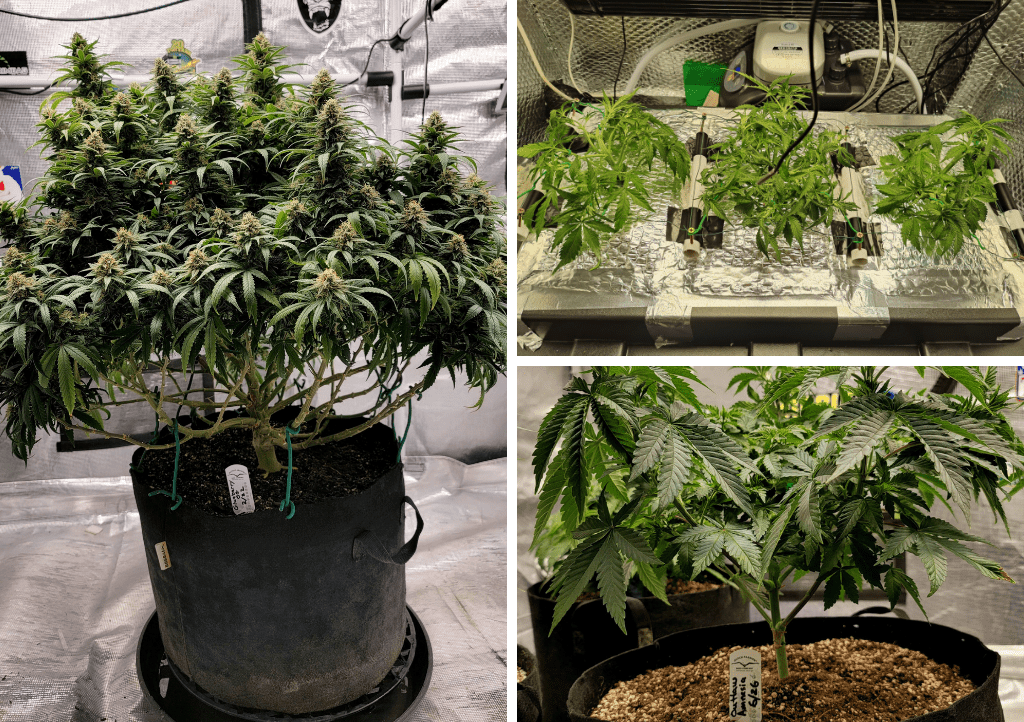 When supercropping, apply gentle pressure until you can just feel the firm plant tissues crush.