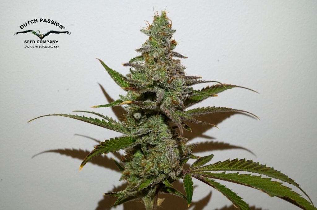 Amsterdam Amnesia by Dutch Passion Seed Company