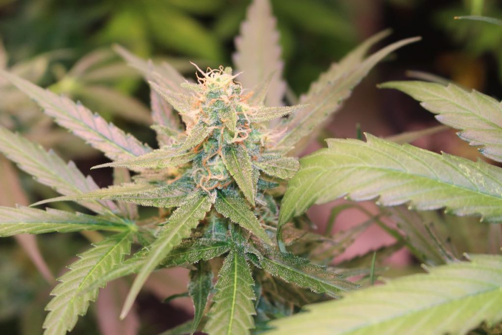 Glueberry OG feminised cannabis seeds grown indoors by Canney (2)