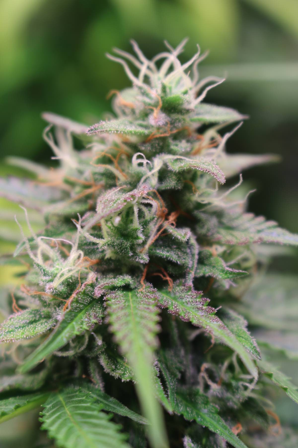 Glueberry OG feminised cannabis seeds grown indoors by Canney (3)