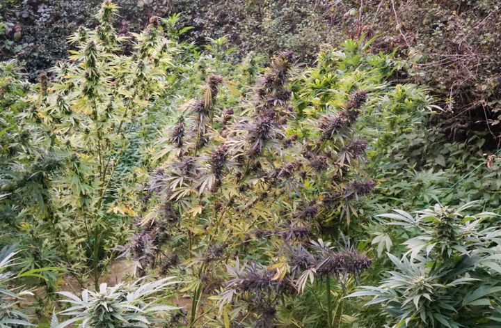 Guerilla Growing Tip 1: Find the perfect hidden grow spot