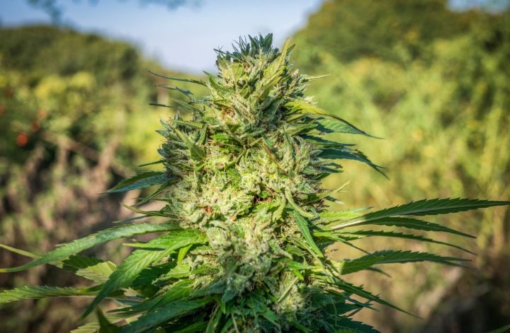 Guerilla growing Tip 2: Select the right cannabis seeds