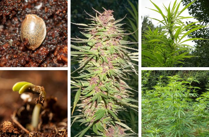 Guerilla growing Tip 5: Plan everything from seed to harvest