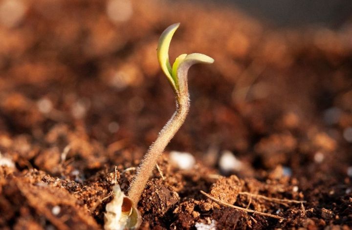 Guerilla growing Tip 7: Plant cannabis seedlings in your guerrilla spot