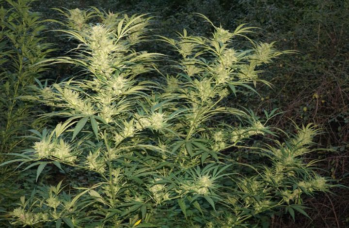 Guerilla growing Tip 8: Consistently maintain optimal plant health