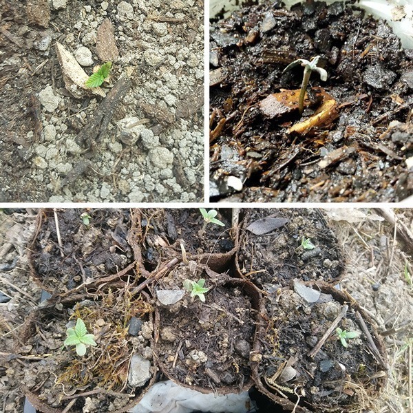 Escoger el tipo de tierra erróneo puede tener consecuencias desastrosas en tus plántulas.