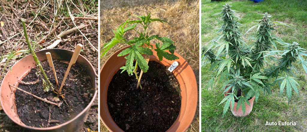 Auto Euforia Dutch Passion the greatest comeback in autoflower history outdoor growing