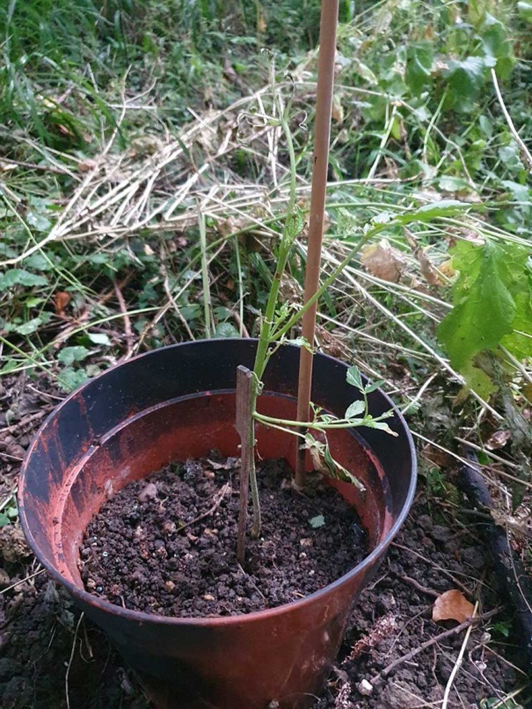 Auto Euforia eaten by slugs the greatest comeback in autoflower history unbelievable recovery