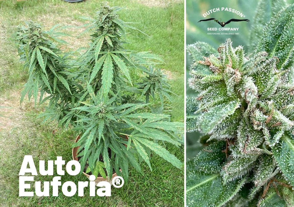 Auto Euforia growreport blog outdoor autoflower comeback main picture