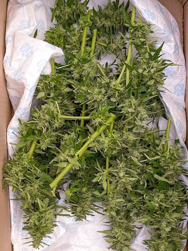 Auto Euforia harvest outdoor buds big flowers potent high thc autoflower weed