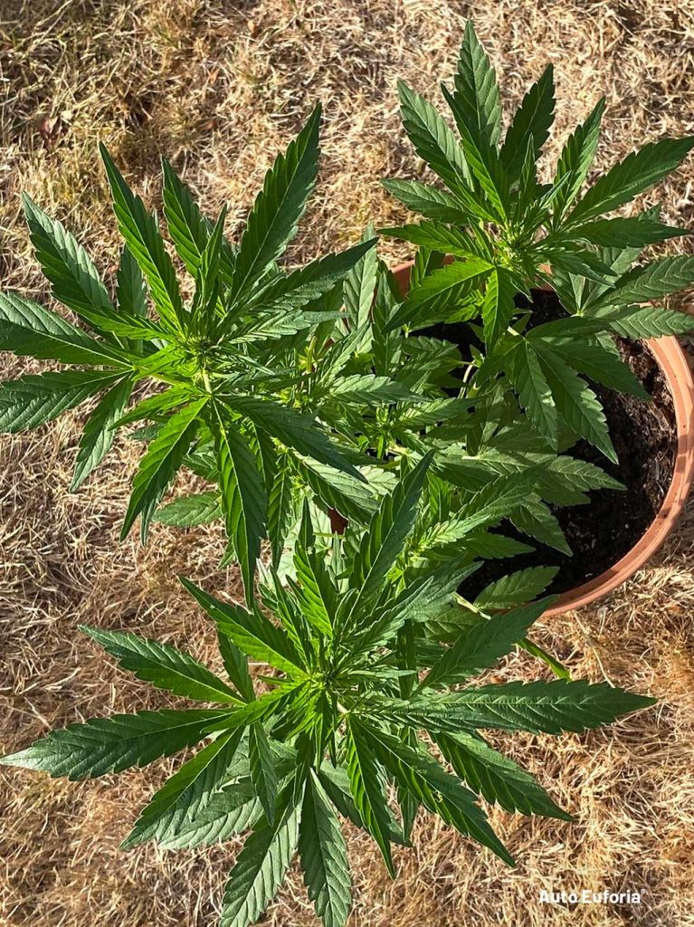 Auto Euforia outdoor growing in pots sunshine grow your own