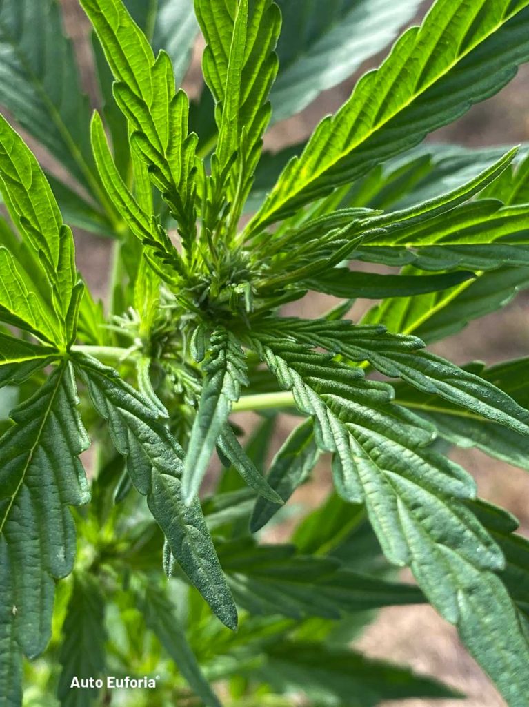 Auto Euforia pre flowers white hairs female pistils autoflower weed