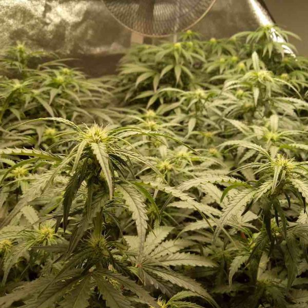 How to fix cannabis leaves curling up or down