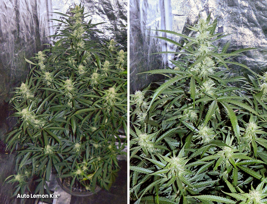 Auto Lemon Kix by TeeHee early flowering stage