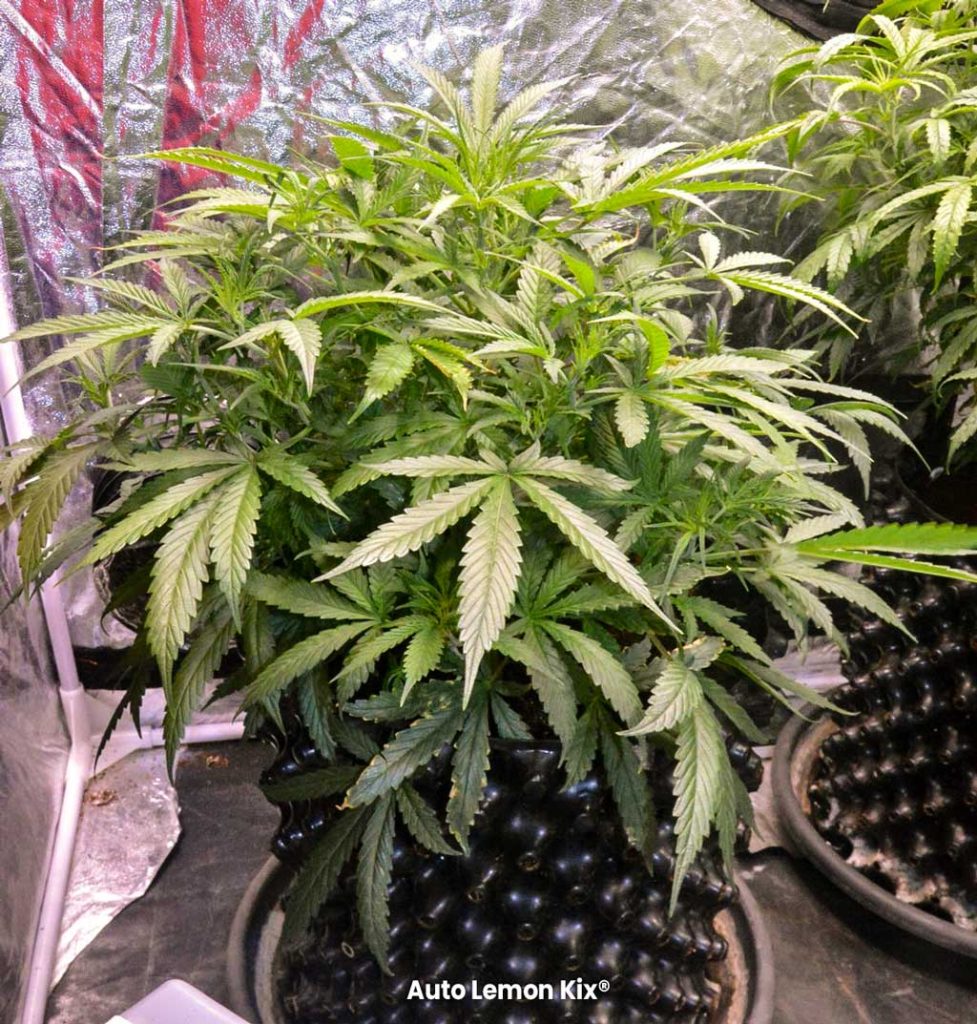 Auto Lemon Kix Dutch Passion autoflower seeds usa genetics family green foliage