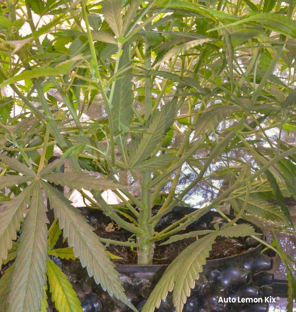 Auto Lemon Kix Dutch Passion big stem airpot coco grow indoor led growlights