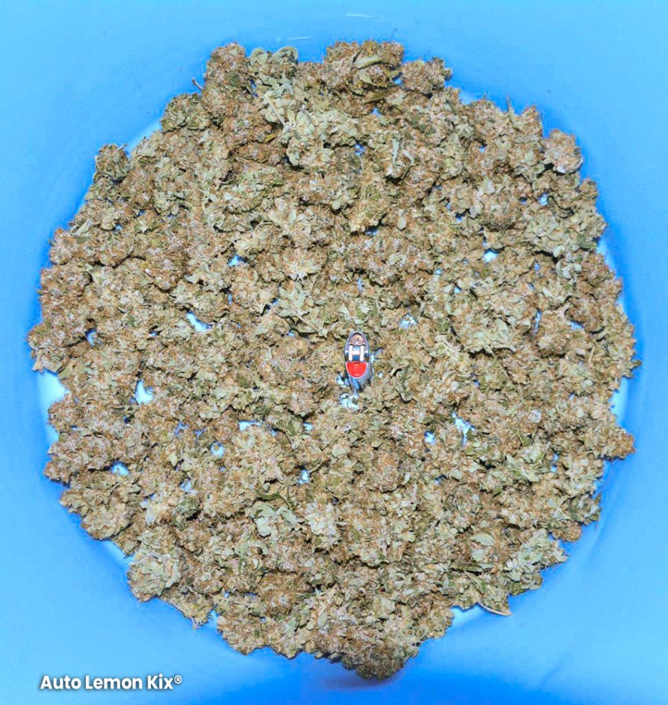 Auto Lemon Kix Dutch Passion bowl of nugs buds dried weed flowers harvest