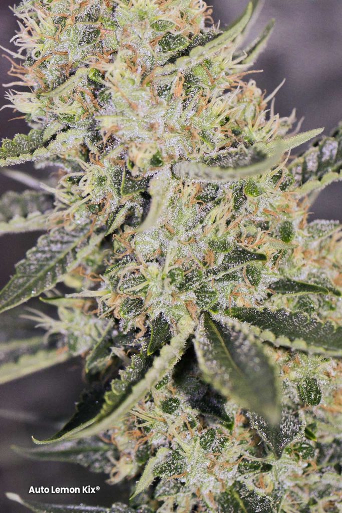 Auto Lemon Kix Dutch Passion bud shot weed pictures macro photo high thc cannabis strain