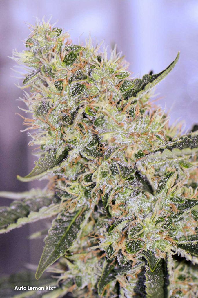 Auto Lemon Kix budshot frosty flowers sticky weed usa variety zkittlez