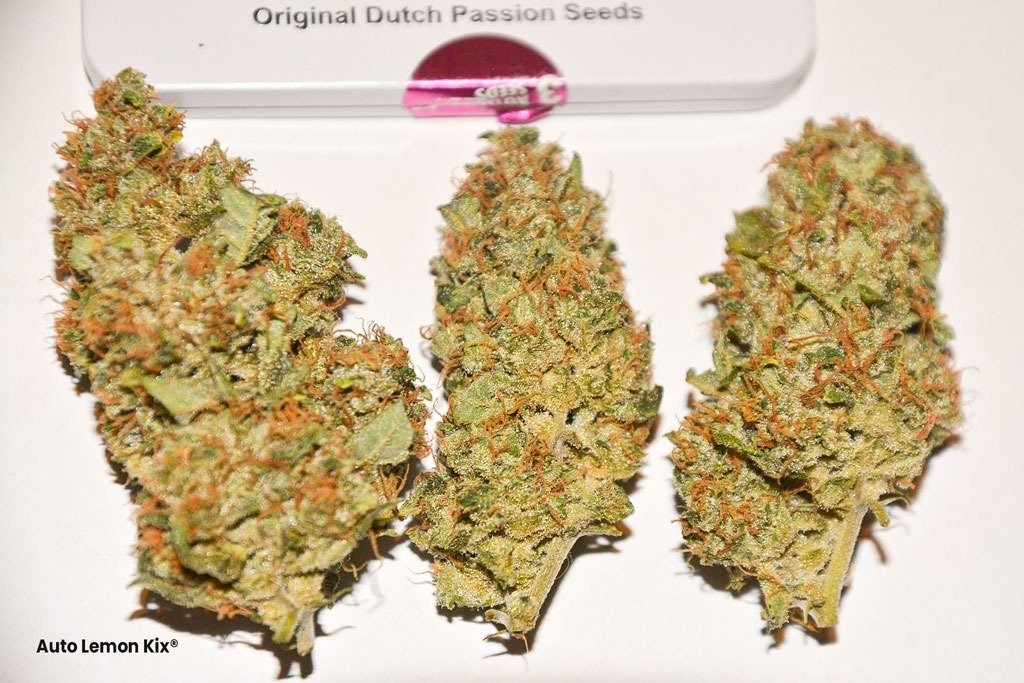 Auto Lemon Kix Dutch Passion seed company nugshot nugs dried cannabis flowers