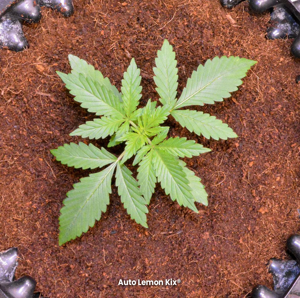 Auto Lemon Kix Dutch Passion veg phase young cannabis plant usa genetics