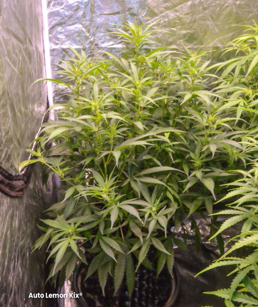 Auto Lemon Kix autoflowering cannabis healthy green leaves