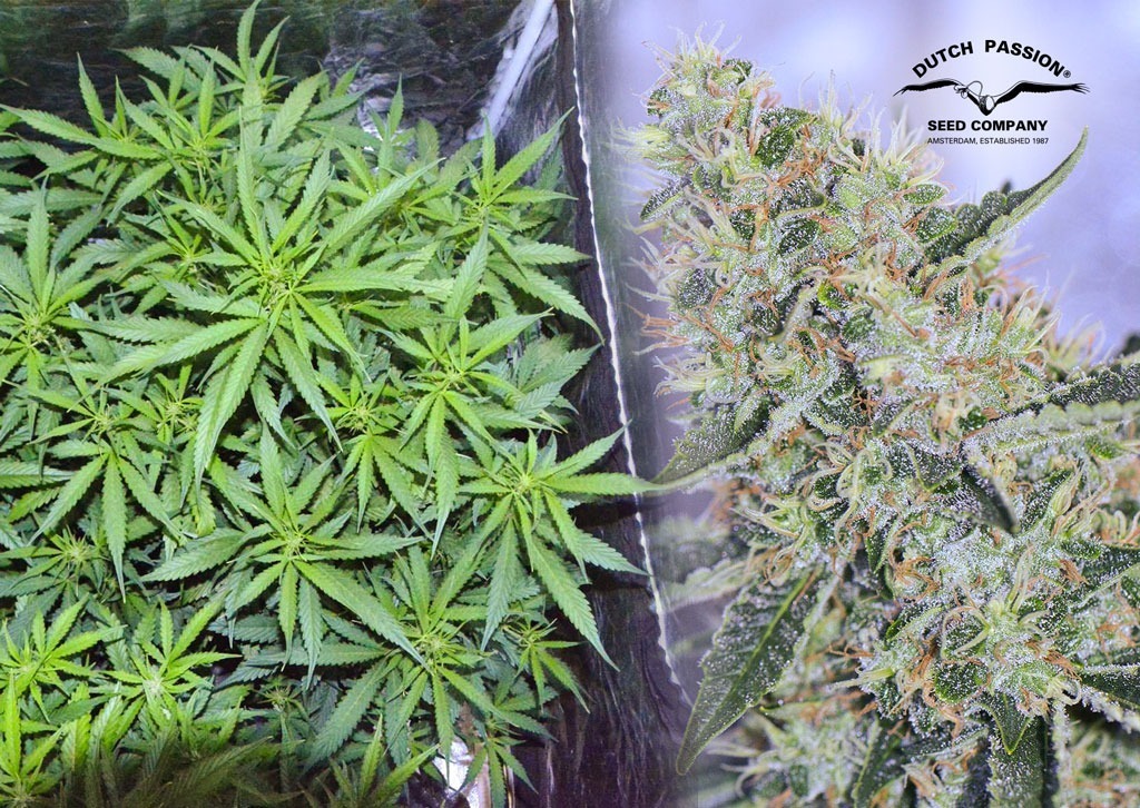 Auto Lemon Kix indoor grow review by teehee (UK420)