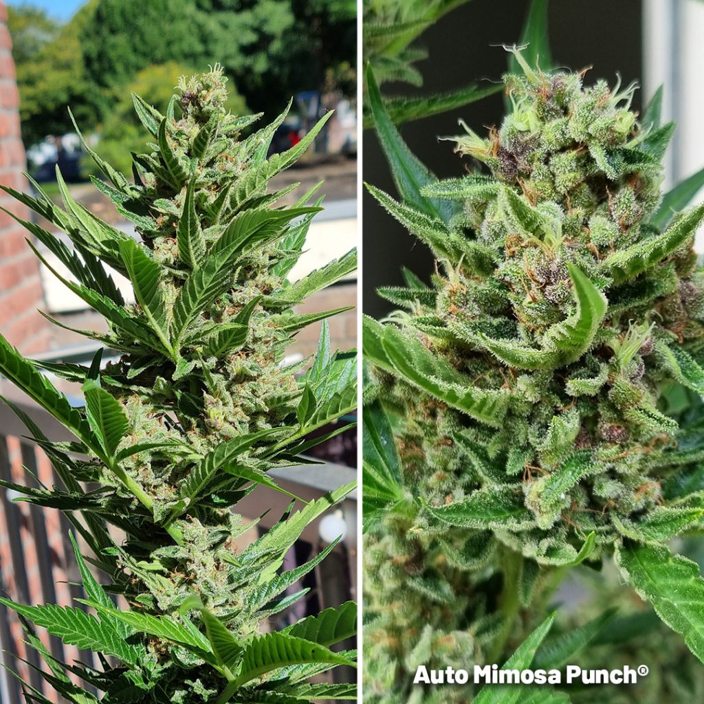 Auto Mimosa Punch grown outdoors on a balcony