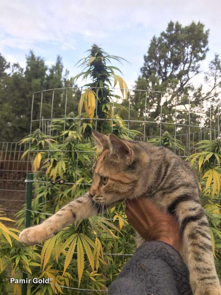 Pamir Gold grown in the high-altitude Western Colorado plains by @High_Desert_Outdoor