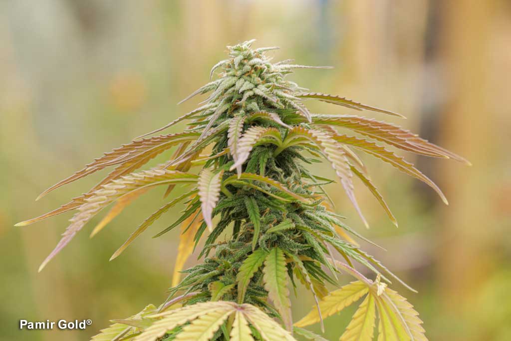 Pamir Golds withstanding the harsh Western Colorado plains climate at 2100m above sea level